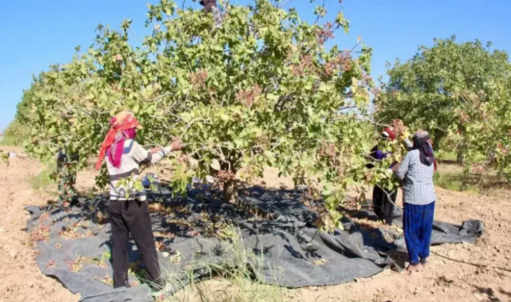Hidayet Baysal: TİGEM’deki Fıstık İhalesi İddiaları Derhal Aydınlatılmalıdır