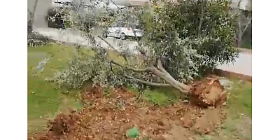 ADANA SARIÇAM BELEDİYESİNDEN AĞAÇ KIYIMI