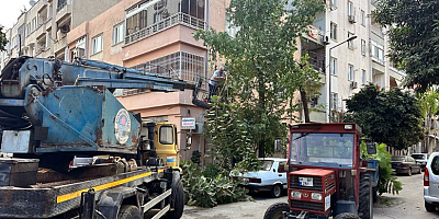AKDENİZ’DE BUDAMA ÇALIŞMALARI SÜRÜYOR