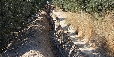Balıkesir'de 80 bin zeytin ağacı suyla buluştu