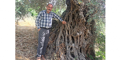 Başkanım Ferruh Doğan: “Zeytinime dokunma, bu toprağa kıymayın!”
