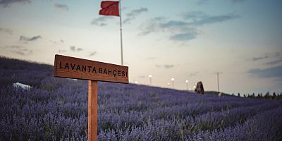 BAŞKENTİN VİZYON PROJESİ BAKAP’TA LAVANTA BAHÇESİ ZİYARETE AÇILDI