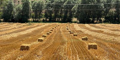 Buğday hasadından kalan saman, hayvanlara yem olacak