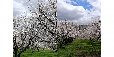 CHP Tuzluca İlçe Başkanı Temel Sardoğan: “Japonya’ya Değil, Tuzluca’ya Gelin!”