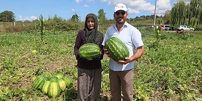 Coğrafi işaretli Kandıra karpuzunda hasat zamanı