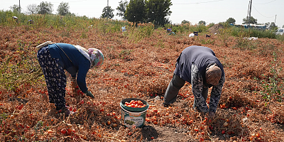 Domatesi tarlada kalan çiftçi Büyükşehir aracılığıyla ihtiyaç sahiplerine bağışladı