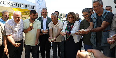 GAZİANTEP BÜYÜKŞEHİR BOZ KAVLAK FISTIĞIN ALIMINA BAŞLADI