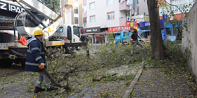 Kartal’da Ağaç Budama Çalışmaları Devam Ediyor