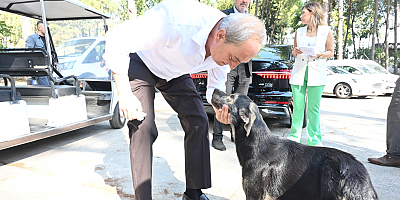 ‘Köpek yakıldı’ iddialarına Başkan Kocagöz son noktayı koydu:  İddialar asılsız, görüntüler yanıltıcı