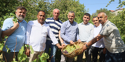 Lezzetiyle meşhur üzümlerin hasadına başlandı