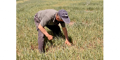 MUSTAFA YALÇIN: “BUĞDAY ÜRETİCİLERİ YALNIZ BIRAKILDI, İKTİDAR GIDA GÜVENLİĞİNİ TEHLİKEYE ATIYOR”