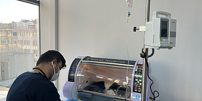 Olta iğnesi yutan kedi Büyükşehir in tedavi merkezinde güvende