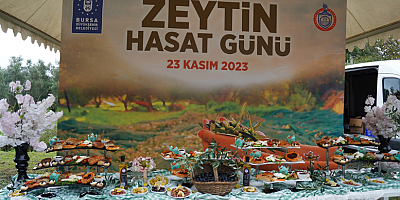 Orhangazi‘de Zeytin Mucizesi 45. kez Hasatla Buluştu