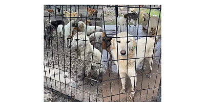 Reyhan Elbirliler: Soğuk, Kar Ve Sessizlik Canların Terk Edilişini Gözler Önüne Seriyor