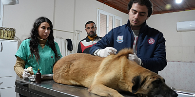 TARSUS’TA ARACIN EZDİĞİ ENGELLİ KÖPEK, TARSUS BELEDİYESİ HAYVAN BAKIMEVİ’NDE EMİN ELLERDE
